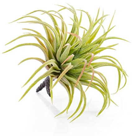 artplants.de Künstliche Tillandsia Rubra Penny, grün-rot, 12cm - Kunstpflanze