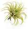 artplants.de Künstliche Tillandsia Rubra Penny, grün-rot, 12cm - Kunstpflanze