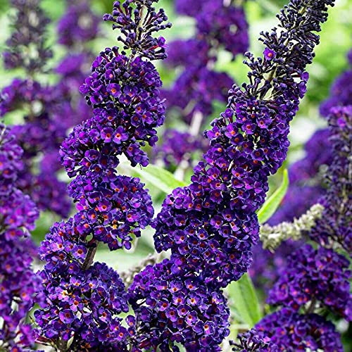 Buddleia davidii Black Knight Albero delle Farfalle Buddleja pianta in vaso ø9 cm Vivaio di Castelletto
