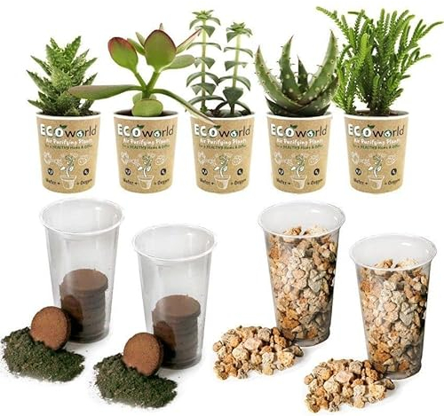 vdvelde.com - Sukkulenten Terrarium pflanzen Set - 5 Pflanzen - - 5 Sukkulenten- Komplettes DIY-Set- Ohne Glas