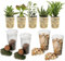 vdvelde.com - Sukkulenten Terrarium pflanzen Set - 5 Pflanzen - - 5 Sukkulenten- Komplettes DIY-Set- Ohne Glas