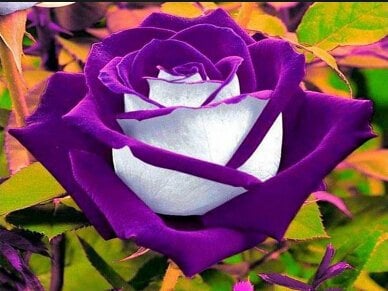 Rosa 200 pz Economici Rare Viola Fiore Rosa Polyantha Piante da Esterno Piante Creepers Giardino : 1
