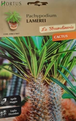Piante Grasse Miste, Collezione Cactus Hortus Le Straordinarie, Semi (SEMI PACHYPODIUM LAMEREI CACTUS)