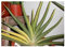 Exotic Plants Sansevieria pearsonii - syn: Sansevieria deserti - 10 Samen