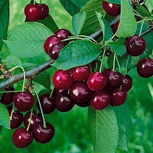 Pianta da frutto ALBERO SIMILE DI CILIEGIO CANADESE 'SABRINA' A RADICE NUDA