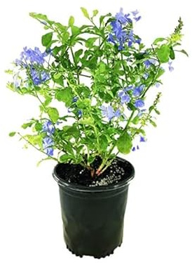 Plumbago Natural Arbusto Conocido como Jazmín del Cielo Ideal para Decorar el Exterior del Hogar