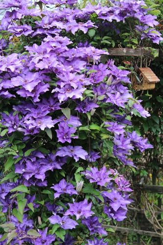 Natürlich,Blumen,Lebende Pflanzen,können für Gartenarbeit,Clematis zwiebeln,Clematis, Gartenzierblumen kultiviert werden,Winterhartes,Pflanzenzwiebeln-8 Zwiebeln-C