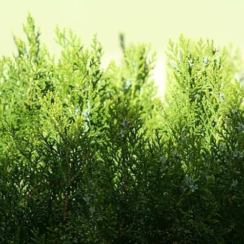 Thuja occidentalis Brabant Abendländischer Lebensbaum Heckenthuja immergrün
