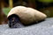 3 Stück Donnerkeil Schnecke - Tylomelania Perfecta/Aquarium Schnecke
