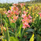 2 pcs canna zwiebeln - canna knollen kaufen, frühlingsblüher zwiebeln, Cannas Blumenzwiebeln Canna Lily Zwiebeln, blumen garten balkon hochbeet deko pflanzenkübel kräuter pflanzen