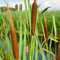 300 pz Semi di piantagione di tifa - arbusti sempreverdi resistenti, pianta ricadente Semi di erba ornamentale Typha, Piante da appartamento per purificare l'aria, semi esotici Arbusti