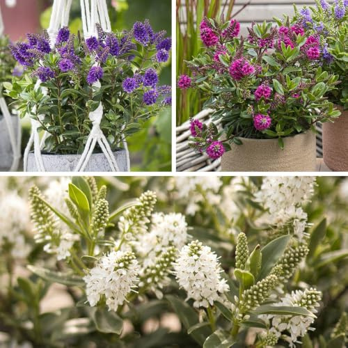 YouGarden Hebe 'All Bloom' Collection, 3 x 10.5cm Pots, Pink White Blue, Summer Flowering Shrubs