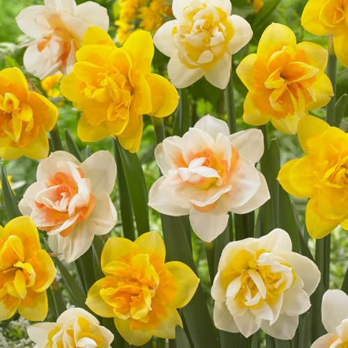 Plant in a Box - Narzissen Doppel Mix - 10x Narzissenzwiebeln - Frühblühende winterharte Blumenzwiebeln für den Garten.