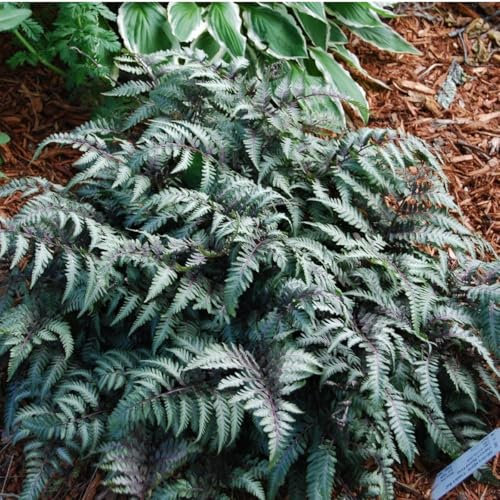 Athyrium niponicum Metallicum - Japanese Painted Fern - Plant in 9 cm Pot