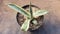 Portal Cool Agave Americana Variegata