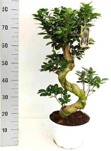 POWERS TO FLOWERS - FICUS GINSENG BONSAI XXL, ALTEZZA 80CM, pianta vera