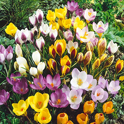 40 Jumbo Crocus Mix Bulbs Autumn Plants