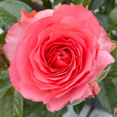 YouGarden Harkness Rose 'Best Friends Forever' 4 Litre Pot, Ready to Plant Established Rose