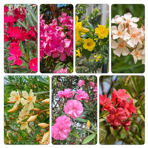 oleander schmetterlingsflieder sommerblumen schnittblumen blumenbeet balkon blumenstauden winterhart blumendeko blumengarten balkongewächshäuser blumenwiesensaat wildblumen 20samen