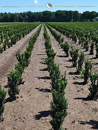 Fruchtende Eibe Taxus media Hicksii 50-60 cm im Topf. 10 Heckenpflanzen/Eiben