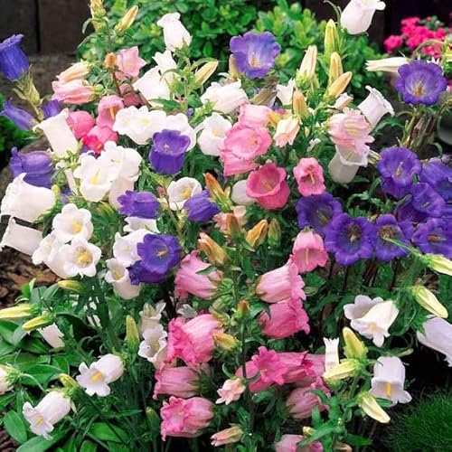 Canterbury Bells Mix - 3000 Seeds + Freebie + Plant tag -Campanula Medium