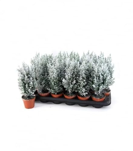 Árbol mini de Navidad - Maceta 9cm - Nieve Artificial - Planta Natural