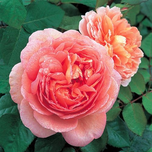 Vivaio Garden Forest Rosa Abraham Darby® Rosa Inglese Profumata | Le Rose di Firenze, Grandi Fiori, Pianta Ornamentale Rifiorente, Foto Reali