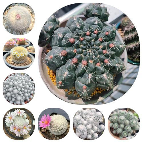 kakteen samen winterhart - saatgut, outdoor pflanzen kaktus pflanze samen bodendecker pflanzen winterhart, stauden winterhart garten, bodendecker samen winterhart balkon beet, blumen 50pcs