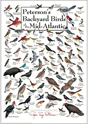 Earth Sky + Water Poster - Peterson's Backyard Birds of The Mid-Atlantic - Poster