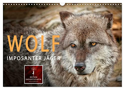 Wolf - Imposanter Jäger (Wandkalender 2026 DIN A3 quer), CALVENDO Monatskalender: Es hat 150 Jahre gedauert, aber jetzt sind sie wieder da - Wölfe. (CALVENDO Tiere)