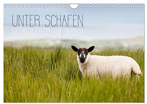 Unter Schafen - Wegbegleiter auf Reisen (Wandkalender 2026 DIN A4 quer), CALVENDO Monatskalender: Für Schaf-Liebhaber und alle die es werden wollen. (CALVENDO Tiere)