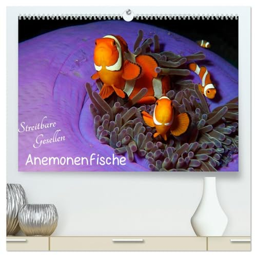 Anemonenfische - Streitbare Gesellen (hochwertiger Premium Wandkalender 2025 DIN A2 quer), Kunstdruck in Hochglanz