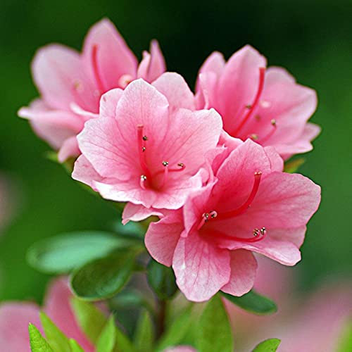 Benoon Semillas 50Pcs / Bolsa Semillas De Rododendro Fácil De Plantar Arbusto De Hoja Perenne De Crecimiento Rápido Semillas De Bonsái De Flor Rosa Para Parterre Semillas de rododendro