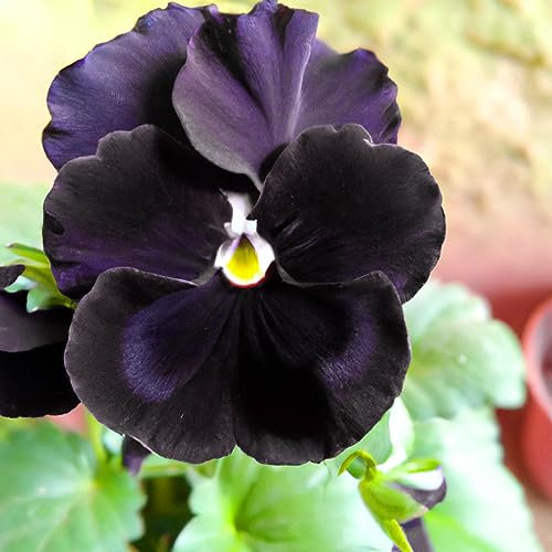 Viola Back to Black Seeds - 145 Flower Seed