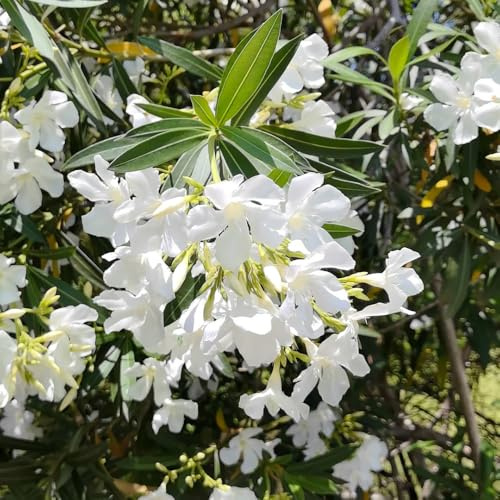 oleander garten winterharte bio deko 40samen