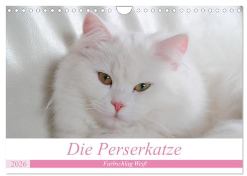 Die Perserkatze - Farbschlag Weiß (Wandkalender 2026 DIN A4 quer), CALVENDO Monatskalender: Unser geliebter Stubentiger (CALVENDO Tiere)