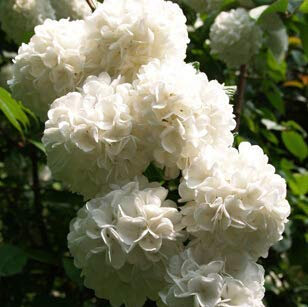 Light Yellow : Garden Geranium, Pelargonium Geranium Seeds, Pelargonium Flowers - 10 Seeds