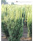 Taxus media Hillii 120-140 cm. 3 Eiben. Immergrün & Winterhart. Eibenhecke - Sichtschutz Hecke
