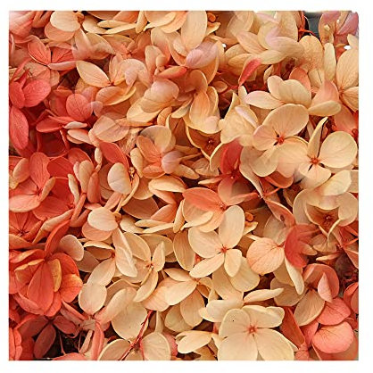 Fiore essiccato giallo arancione sfumato piccole foglie decorazione per artigianato fai da te fiori materiale accessorio, fiori pressati per candele artigianato, matrimonio fai da te forniture