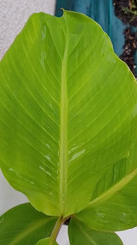 Musa sikkimensis x balbisiana 'Dajiao' / Bananier à fruits comestibles/Conteneur de 5 à 6 litres/Sans feuilles en hiver/Plante caduc