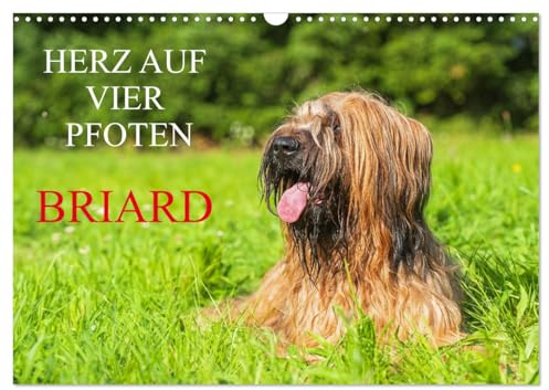 Herz auf vier Pfoten - Briard (Wandkalender 2026 DIN A3 quer), CALVENDO Monatskalender: Auf 13 traumhaft schönen Fotos zeigt die Tierfotografin Sigrid Starick diese schöne Hunderasse (CALVENDO Tiere)