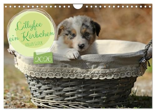Lillyfee und ein Körbchen voller Glück (Wandkalender 2026 DIN A4 quer), CALVENDO Monatskalender: Mutterglück auf vier Pfoten (CALVENDO Tiere)