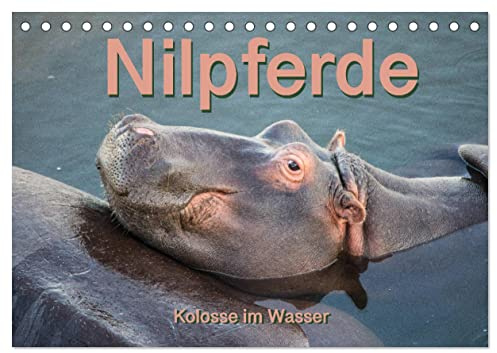 Nilpferde, Kolosse im Wasser (Tischkalender 2026 DIN A5 quer), CALVENDO Monatskalender: Atemberaubende Aufnahmen des afrikanischen Hippos (CALVENDO Tiere)