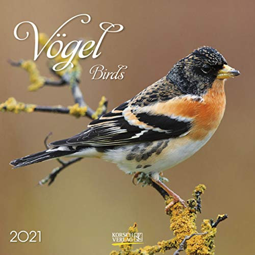 Vögel 2021: Broschürenkalender mit Ferienterminen und Bildern unserer heimischen Vogelwelt. Format: 30 x 30 cm