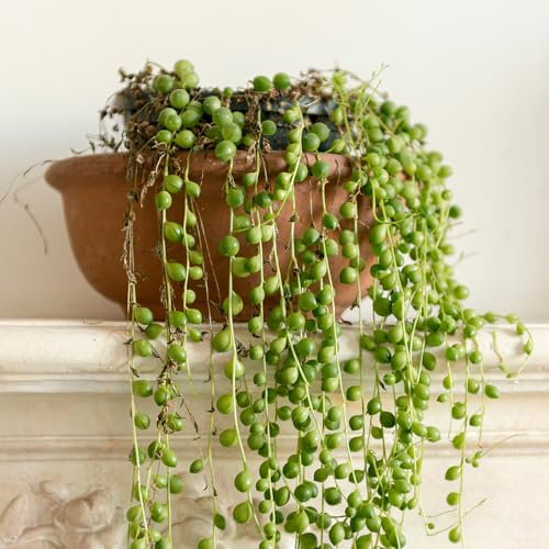 YouGarden String of Beads Houseplants, Senecio herreanus, Set of Six Established Plants in 6cm Pots, Tropical Trailing Indoor Plants for Homes, Offices and Living Areas