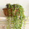YouGarden String of Beads Houseplants, Senecio herreanus, Set of Six Established Plants in 6cm Pots, Tropical Trailing Indoor Plants for Homes, Offices and Living Areas