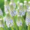 Bulbi di giacinto-Piante di giacinto-Muscari-piccoli e carini-La scelta migliore per la decorazione del balcone e la piantagione del giardino-c-4 bulbi