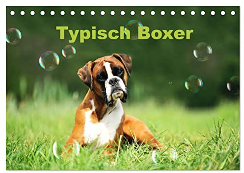 Typisch Boxer (Tischkalender 2026 DIN A5 quer), CALVENDO Monatskalender: Mit lustigen Boxern durch das Jahr (CALVENDO Tiere)