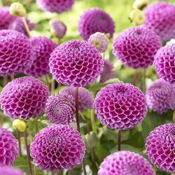 Dahlia Pom Pom 'Franz Kafka' WPC Prins Quality Summer Bulbs & Tubers