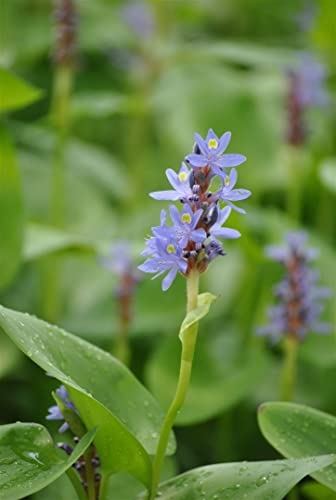 Pontederia cordata ca. 9x9 cm Topf - Herzblattpflanze, blaue Blüten, Blütezeit Sommer, ideal für Teichränder, pflegeleicht, bienenfreundlich
